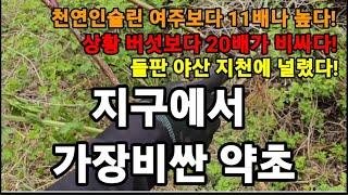 야산 들판 지천에 널림! 지구에서 제일비싼 약초!상황버섯보다 20배 비싸다! #찔레뿌리효능 #찔레효능 #찔레술효능 #찔레순효능 #혈액순환에좋은약초 #천연비아그라