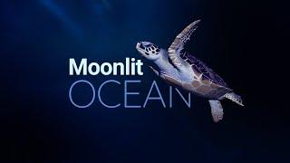 Moonlit Ocean | 10 hrs for sleep | Sea turtles, stingrays, sharks, fish | Relaxing ocean sounds