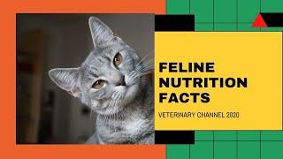 Feline Nutrition: Seven Facts About The  Digestive System Of Cats