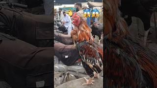 Aseel murga #aseelmurga #shorts #youtubeshort #aseelfeed #shortvideo #foryou