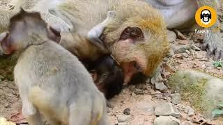 Baby monkey is mistreated by cruel and tortured mother | Part 6