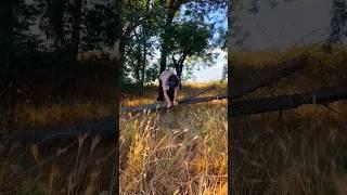 How to bend your legs when jumping?(#animal#therian#silverfox#theriantropy#therianthropy#foxtherian