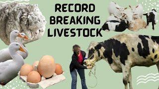 Record Breaking Livestock Breeds & Individual Animal Record Breakers!