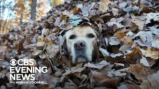 Maine family's dogs spread autumn joy by jumping in leaf piles