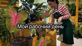 Один из моих рабочих дней уход за растениями, наводим порядок🪴