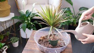 Dracaena Marginata (Dragon Tree) Care And Growing Guide - Plant Mom Care