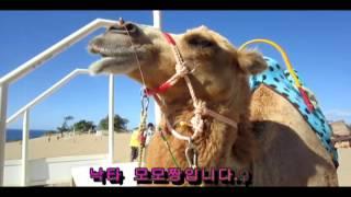 테마가 있는 돗토리 여행[돗토리사구의 낙타]
