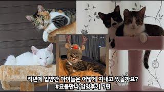 입양 후 , 고양이들의 묘생은 행복할까요? (#묘를만나입양후기 1편_ 루루, 체리, 파파야, 루비, 다이아)