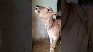 Cow baby Voice funny Sound/#shorts #cowbaby #funnyshorts #cute #baby  #viral