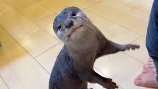 料理のおままごとに挑戦するカワウソ！ An otter tries his hand at cooking playing house!