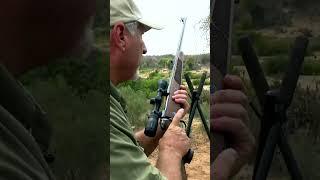 Perfect Shot on an Old and Enormous Cape Buffalo