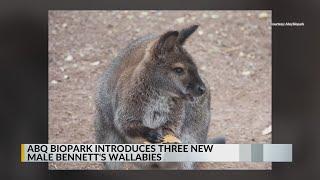 ABQ BioPark introduces three Bennett's wallabies