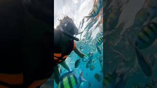 SNORKELING in Phi phi island ️️Thailand Travel #youtubeshorts #snorkeling #phiphiislands