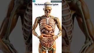 Human Anatomy | Bio AI Art | 09
