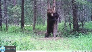 Grizzly Bear on a Bear Rub