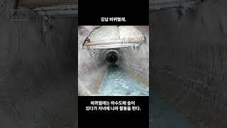 강남 바퀴벌레  #shorts #하수도#바퀴벌레#나방파리#하수구