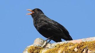 Common Blackbird - Amsel - Turdus merula singing