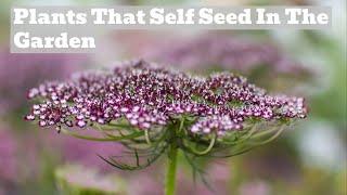 Nature's Generosity: Rosy's Favourite Self-Seeding Plants