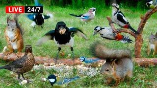 24/7 LIVE CAT TV NO ADS Funny Birds and Squirrels for Cats to Watch Forest Clowns on the Ground