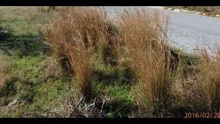 Hyparrhenia hirta common thatching grass and Coolatai grass