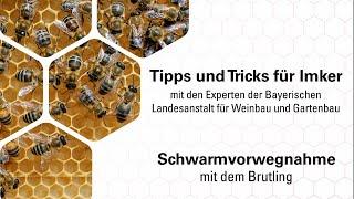 Imkerpraxis: Der Brutling zur Vorwegnahme des Bienenschwarms