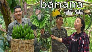 Ly Phuc Hang's Expansive Farm Visit: A Bumper Year for Bananas! SUNG A PAO