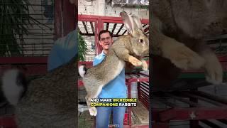 What Makes Rabbit A Great Pet