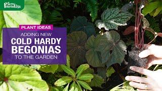 Adding NEW COLD HARDY BEGONIAS to the garden | Tips for success with Begonias