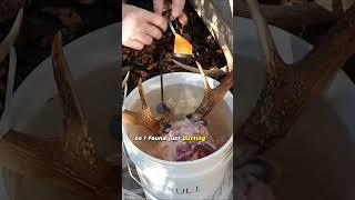 Buck Skull Maceration - How to deal with the antlers  #skullcleaning #maceration #deerskullclean