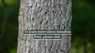 Sassafras Roots & Bark - Herbal Remedy To Cleanse The Body