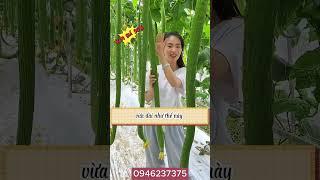  Hạt Giống Mướp Hương Siêu Dài Thái Lan