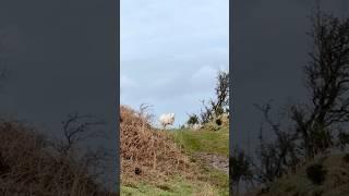 The Black Hill is one of the most impressive walks in the Black Mountain. Check description for info