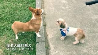 Mo8TV - 可愛西施犬摸卡戰呆呆的科基