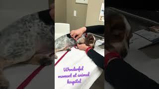 Wonderful moment at animal hospital