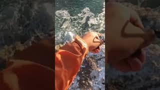 MFA fishing Style