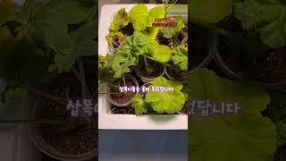 제라늄 삽목이 뿌리 빨리나오게 하려면?#Shorts#제라늄키우기#삽목#뿌리#gardening #반려식물#뿌리빨리보는법