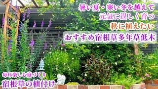 【植えて大満足おすすめ宿根草＊夏冬を越す丈夫で素敵な35種】【庭づくり】【宿根草植付け】ガーデニング