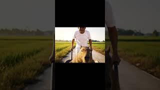 Ông lão và Capybara - Capy muốn tắm cho mát #veo3 #viral #viralvideo #viralshorts