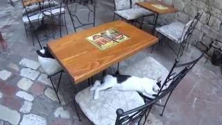 Cats of Kotor