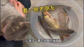 看一眼老朋友#猫与鱼# cat and fish #害怕