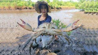 Giant Mud Crab Hunt - Today I Caught Massive Mud Crabs