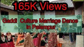 Gaddi Marriage Dance in Palampur - Himachali Culture - Pahari Dance