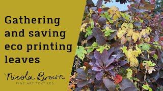 How to save leaves for eco printing, top tips