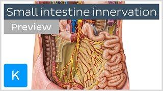 Nerves of the small intestine (preview) - Human Anatomy | Kenhub