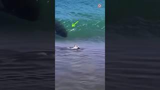 Dolphins save small children