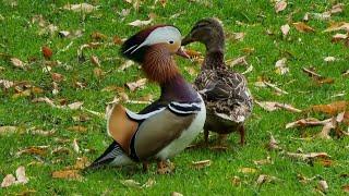 Mandarin Duck courting a Mallard