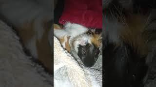 Морские свинки смешно танцуют/Guinea pigs funny dance #морскаясвинка #морскиесвинки #милашки