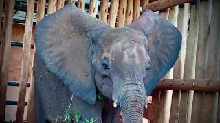 Rescue of Orphaned Elephant Juni | Sheldrick Trust