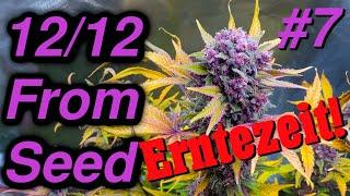 Erntezeit | 12/12 From Seed Grow All Gas OG EP7