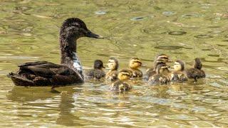 The Warblers, Orioles, and Sandpipers Are Coming! My 2025 Big Birding Year: Episode 16